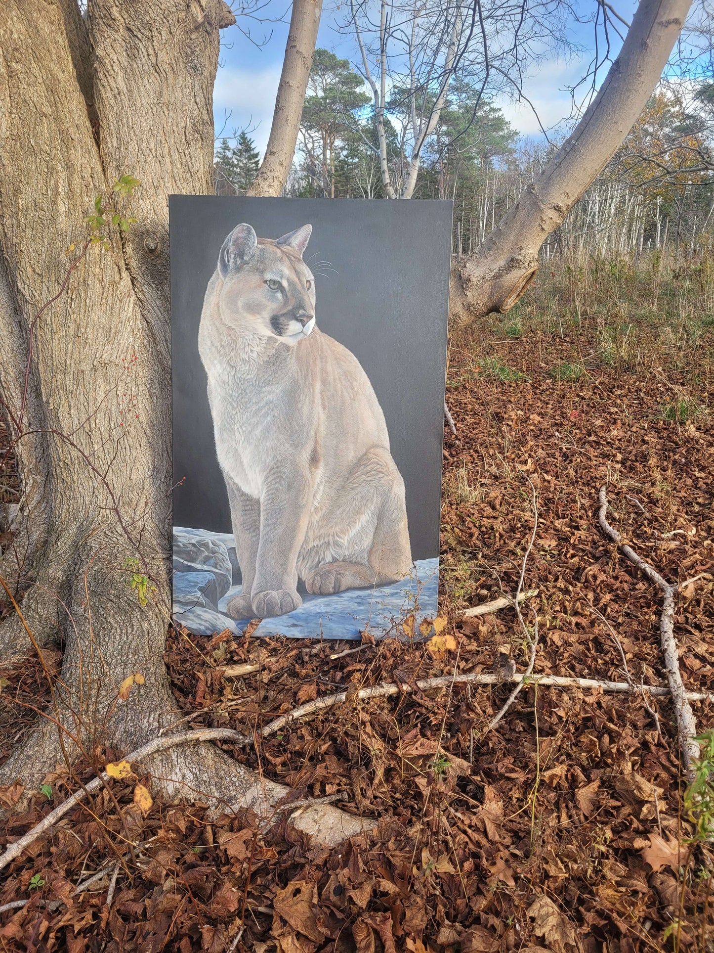 Mountain Lion    30" x 46"