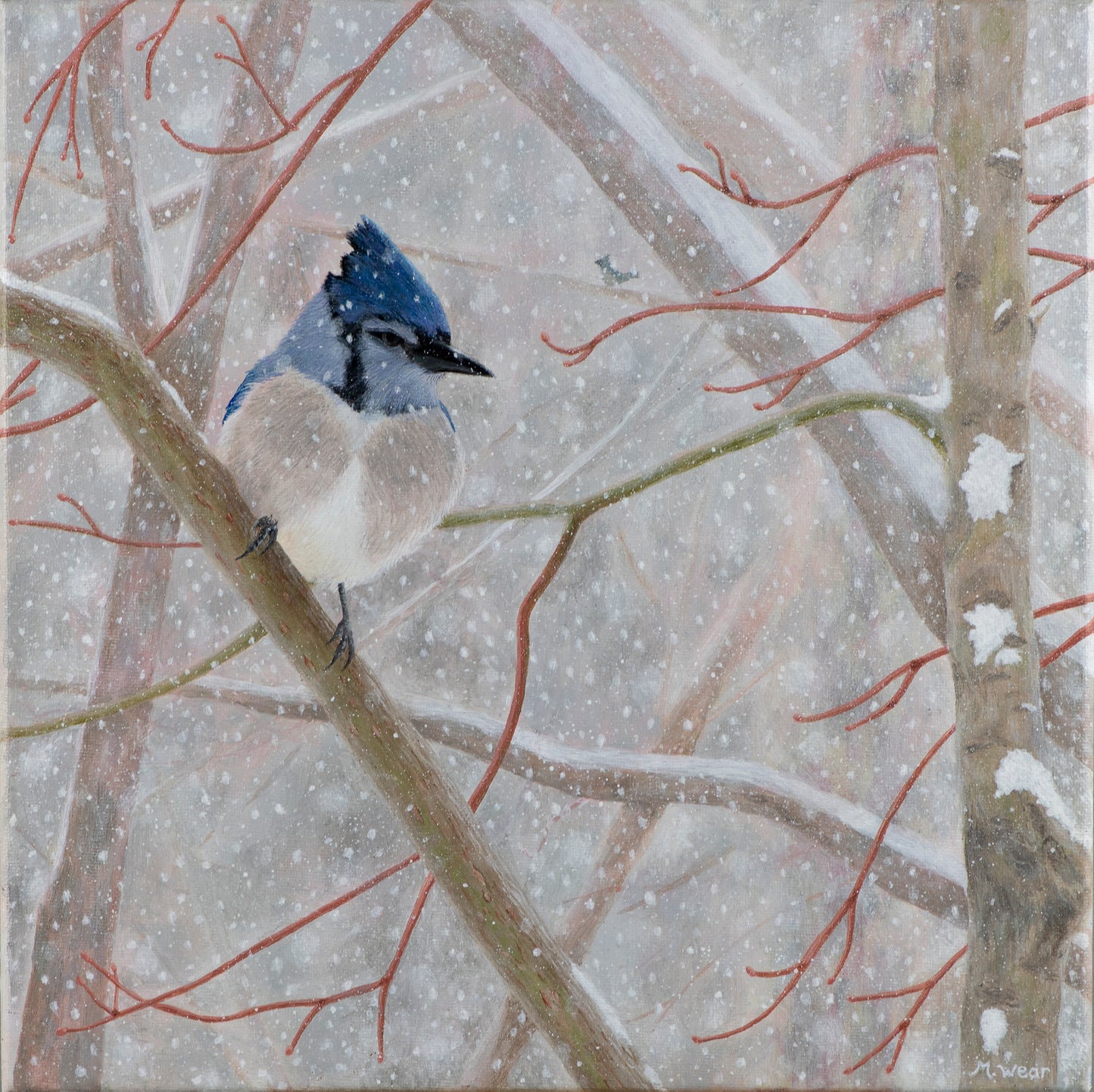 Winter Blue Jay