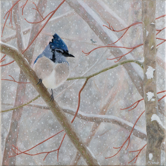 Winter Blue Jay