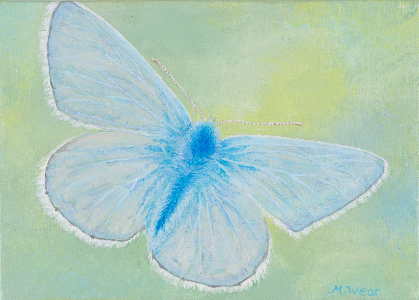 Little Blue Butterfly
