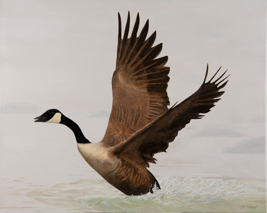 Canada Goose