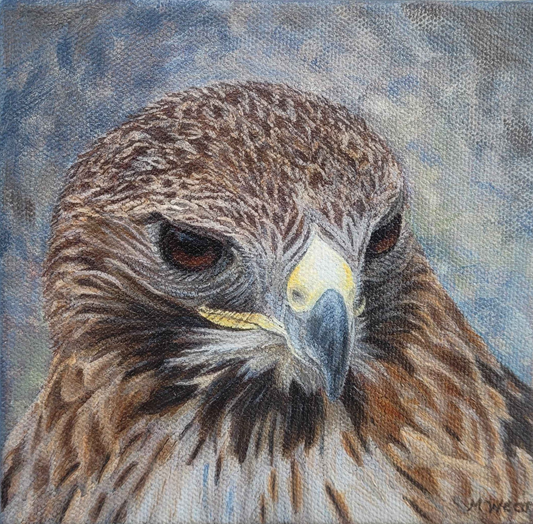 Red Tailed Hawk 6" x 6"