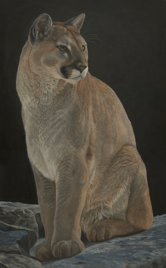 Mountain Lion    30" x 46"